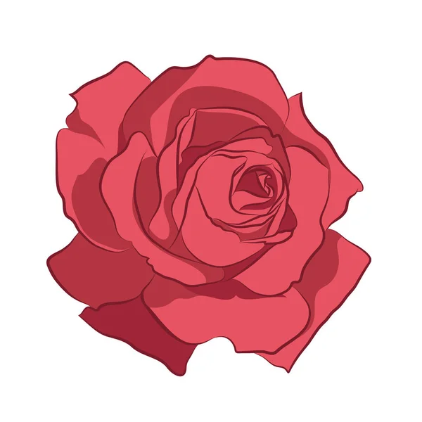 Hermosa rosa rosa, aislada sobre fondo blanco. Silueta botánica de flor. Estilización plana color vintage — Archivo Imágenes Vectoriales
