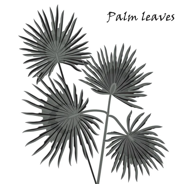Silhouet tropische palm laat zwarte geïsoleerd op witte achtergrond. — Stockvector
