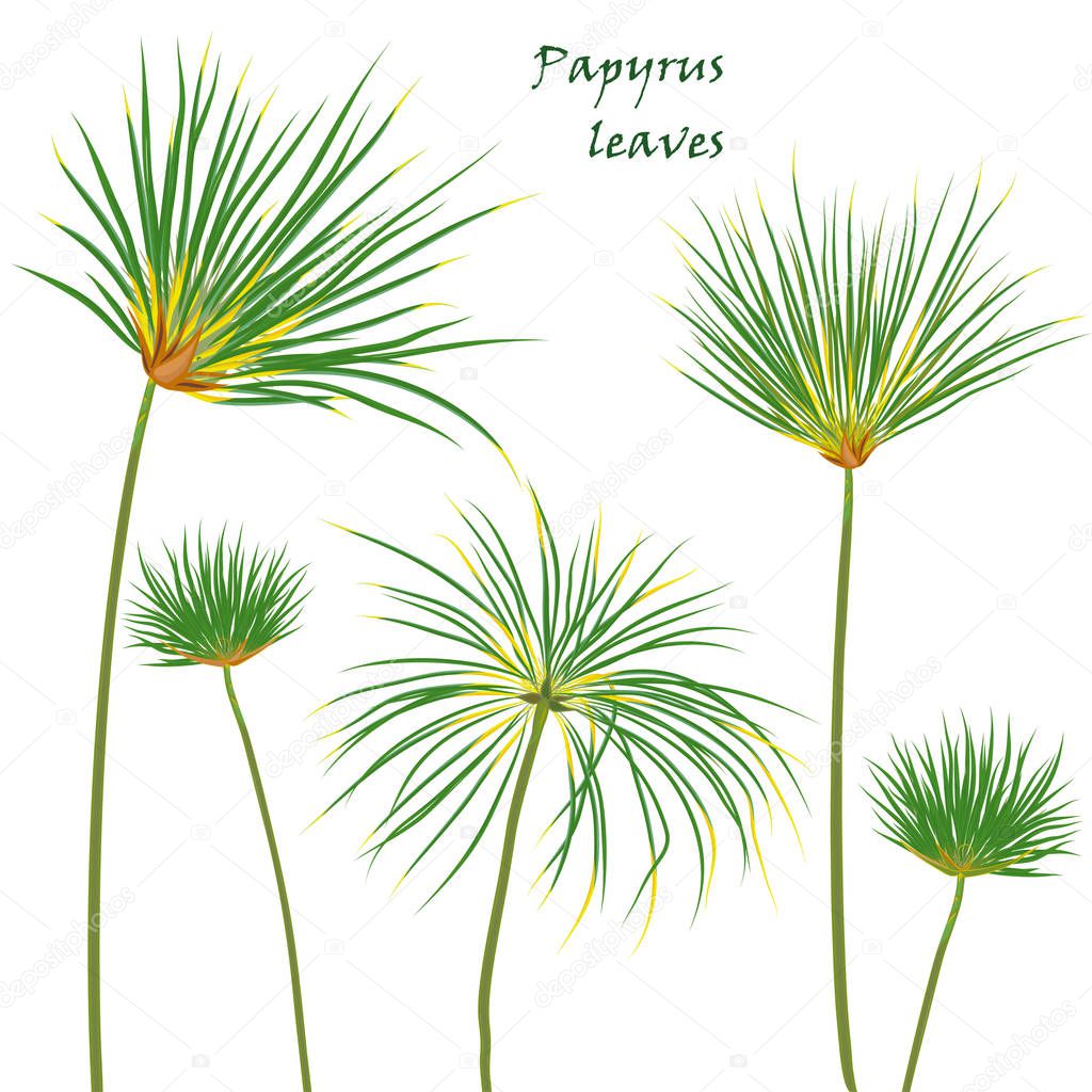 Set tropical palm papyrus leaves. realistic drawing in flat color style. isolated on white background.