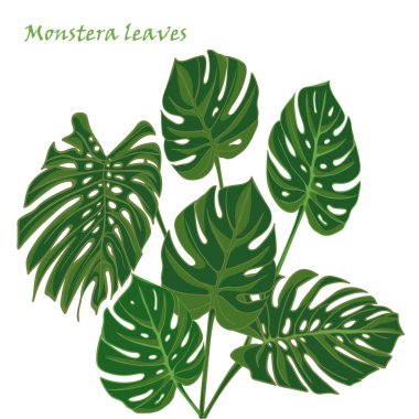 Set tropical monstera leaves. realistic drawing in flat color style. isolated on white background. clipart