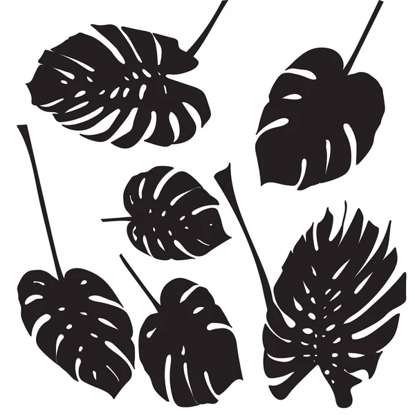 Silueta de hojas de monstera tropical. Negro aislado sobre fondo blanco — Vector de stock