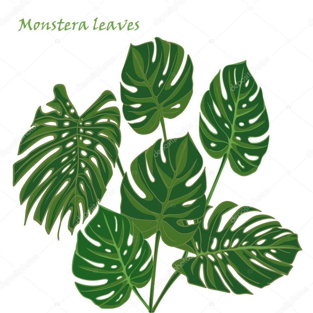Set tropical monstera leaves. realistic drawing in flat color style. isolated on white background.