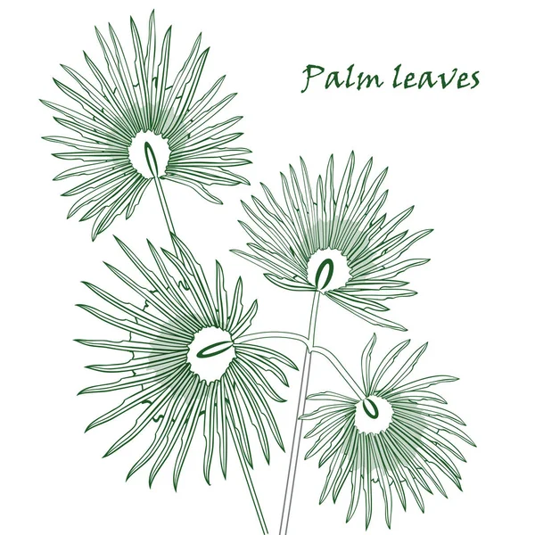 Silueta tropical palm listy zelené izolované na bílém pozadí. — Stockový vektor