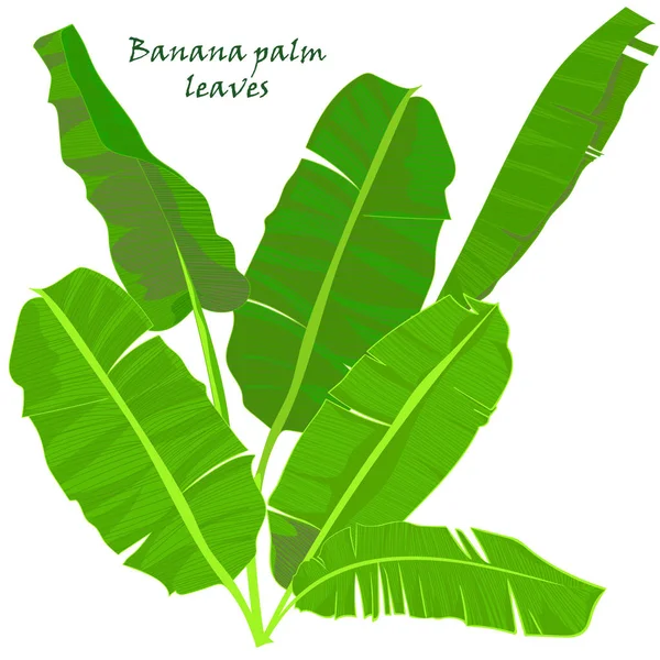 Větev tropical palm banánové listy. realistické kresby v plochý barevný styl. izolované na bílém pozadí. — Stockový vektor