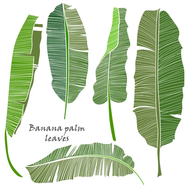 Sada silueta tropické banán dlaň listy zelené izolovaných na bílém pozadí. — Stockový vektor