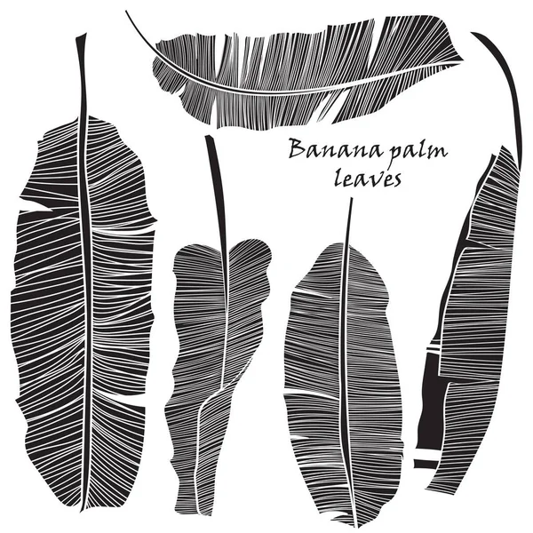 Ensemble de feuilles de palmier de banane tropicale silhouette vert isolé sur fond blanc . — Image vectorielle