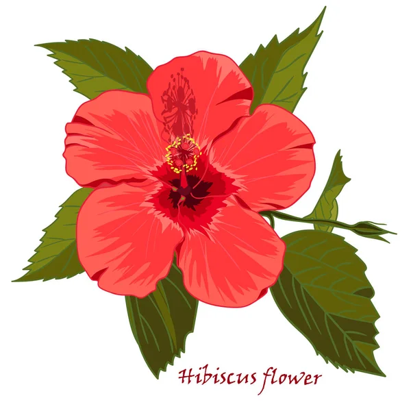 Hibiscus bloem in realistische handgetekende stijl geïsoleerd op witte achtergrond. — Stockvector