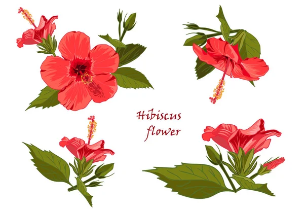 Ställ in red hibiscus blomma med blad i realistiska handritade stil — Stock vektor