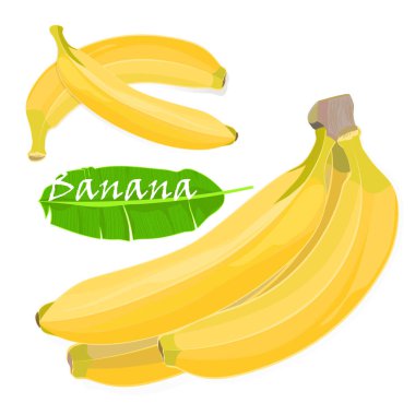 Şube tropikal palmiye muz yaprakları ve meyve. gerçekçi çizim düz renk tarzı. Beyaz arka plan üzerinde izole.