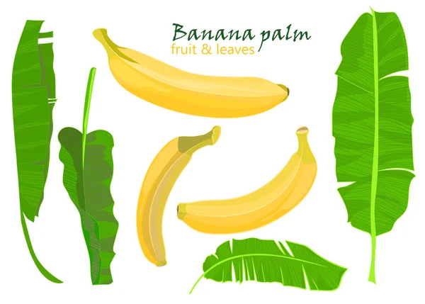 Ág trópusi tenyér banán levelek és gyümölcsök. reális rajz lapos színes stílusban. elszigetelt fehér background. — Stock Vector