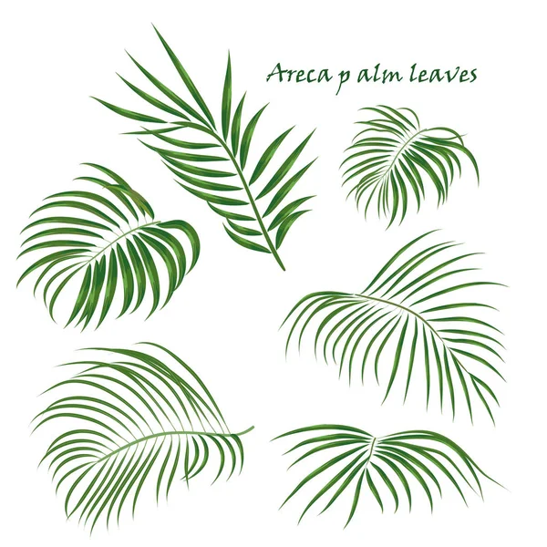 Větev tropical palm arekové listy. realistické kresby v plochý barevný styl. izolované na bílém pozadí. — Stockový vektor