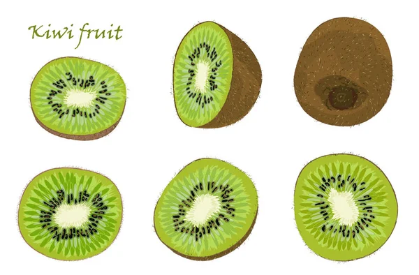 Ensemble de kiwis dessinés à la main, des fruits simples, pelés et tranchés. dessin réaliste, isolé sur fond blanc — Image vectorielle