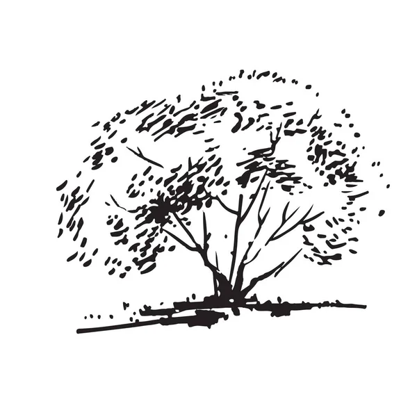 Buisson dessiné à la main. Image réaliste en noir et blanc, croquis peint à l'encre — Image vectorielle