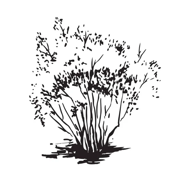 Arbusto desenhado à mão. Imagem realista em preto e branco, esboço pintado com pincel de tinta —  Vetores de Stock