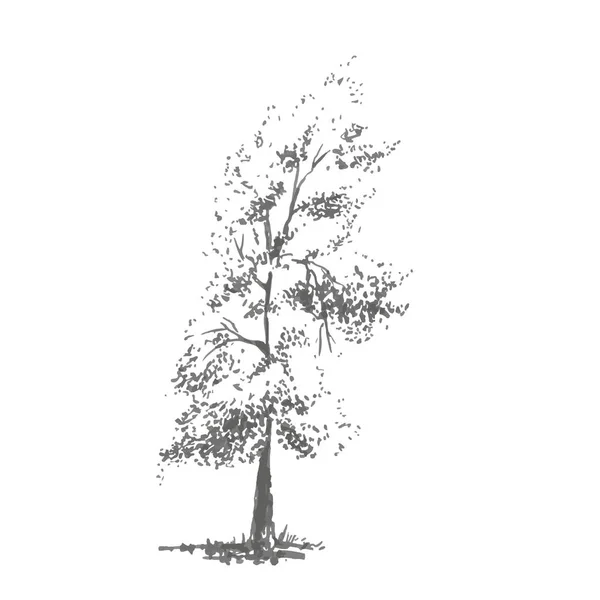Handgetekende boom, populier. Realistisch beeld in grijstinten, schets geschilderd met inkt borstel — Stockvector