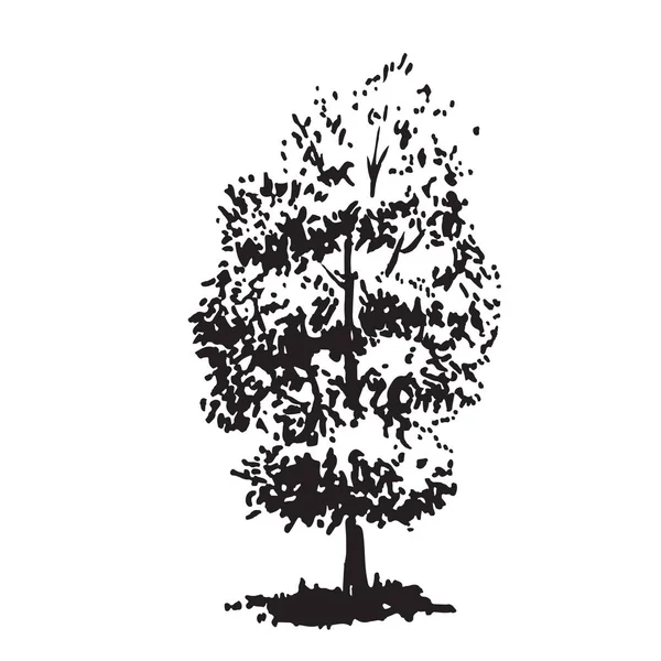 Handgetekende boom, linden. Realistisch beeld van de zwart-wit, schets geschilderd met inkt borstel. — Stockvector