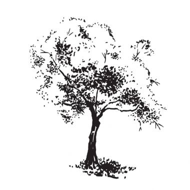 Hand-drawn aple tree. Black and white realistic image, sketch painted with ink brush. clipart