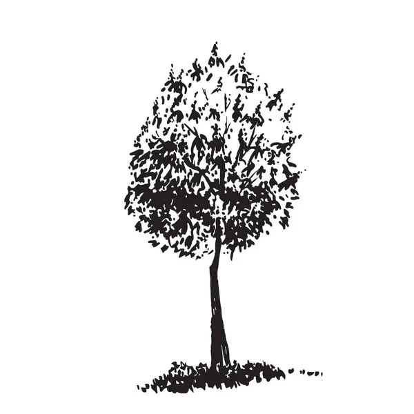 Handgetekende boom, tamme kastanje. Realistisch beeld van de zwart-wit, schets geschilderd met inkt borstel. — Stockvector