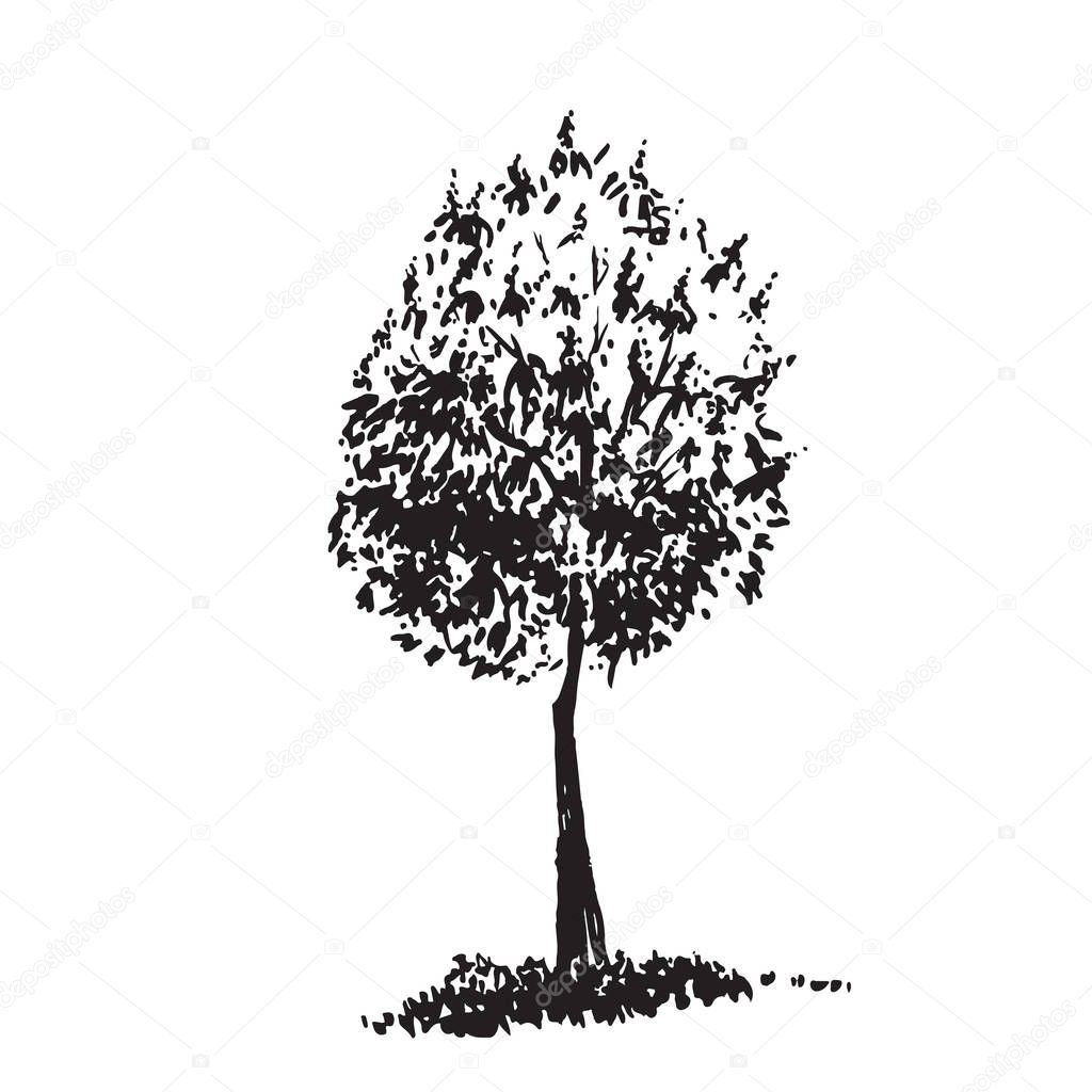 Hand-drawn tree, sweet chestnut. Black and white realistic image, sketch painted with ink brush.
