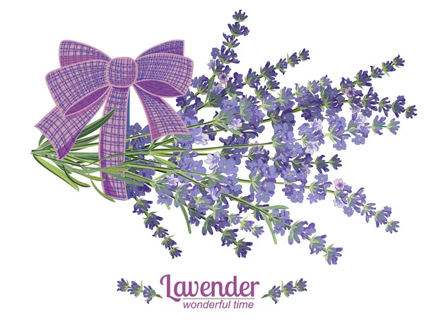 Bunga Lavender dengan latar belakang putih. Ilustrasi vektor vektor warna vektor - Stok Vektor