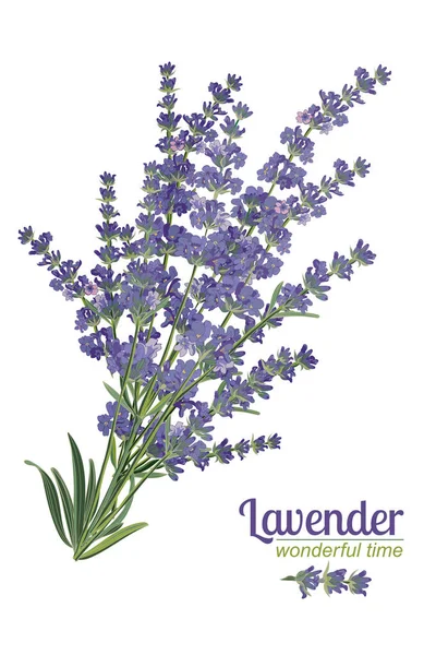 Flor de lavanda sobre fondo blanco. Ilustración colorida vector vintage — Vector de stock