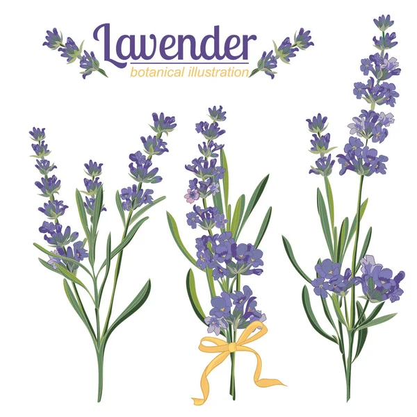 Lavendel bloem op witte achtergrond. Kleurrijke vintage vectorillustratie — Stockvector