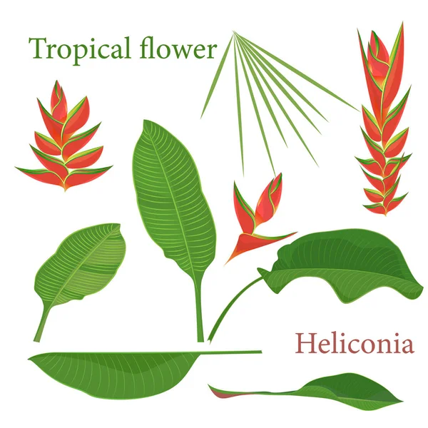 Větev tropické heliconia květina listy. Realistická kresba stylově plochý barevný akvarel. izolované na bílém pozadí — Stockový vektor