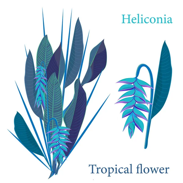 분기 열 대 heliconia 꽃 나뭇잎. 현실적인 평면 색상 스타일에서 그리기 수채화입니다. 흰색 배경에 고립 — 스톡 벡터