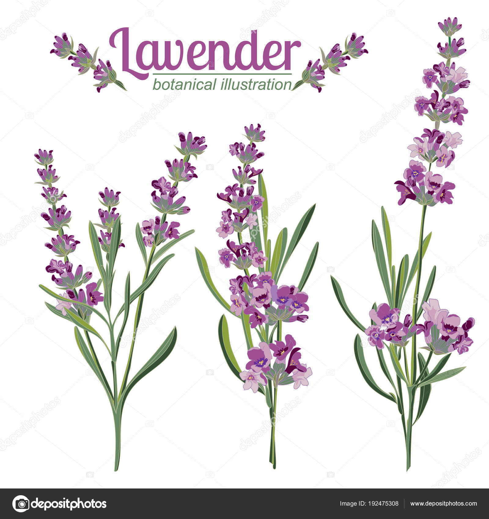 Lavender Illustration