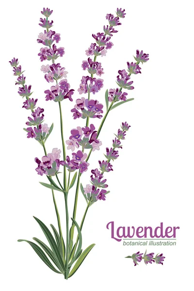 Lavendel bloem op witte achtergrond. Kleurrijke vintage vectorillustratie — Stockvector