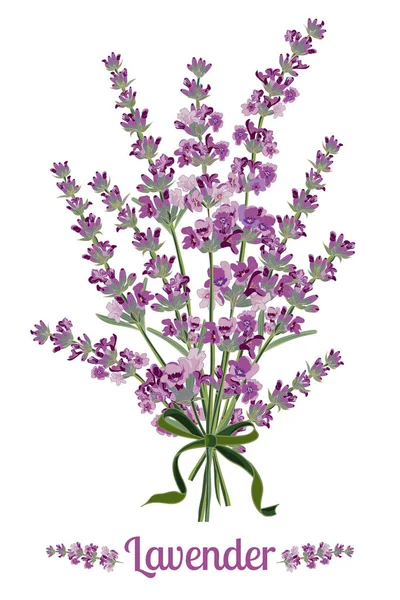 Lavendel blommor på vit bakgrund. Färgglada vintage vektorillustration — Stock vektor