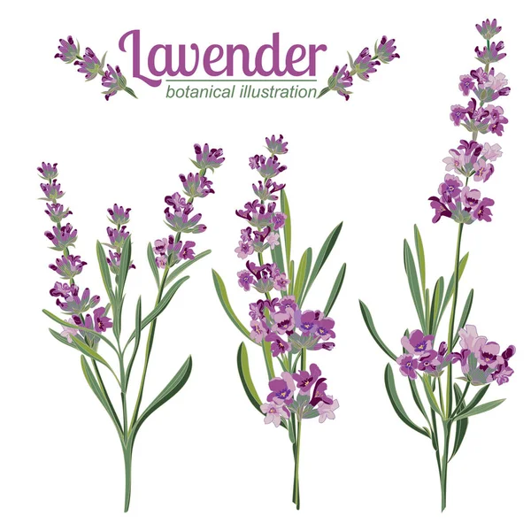 Lavendel blommor på vit bakgrund. Färgglada vintage vektorillustration — Stock vektor