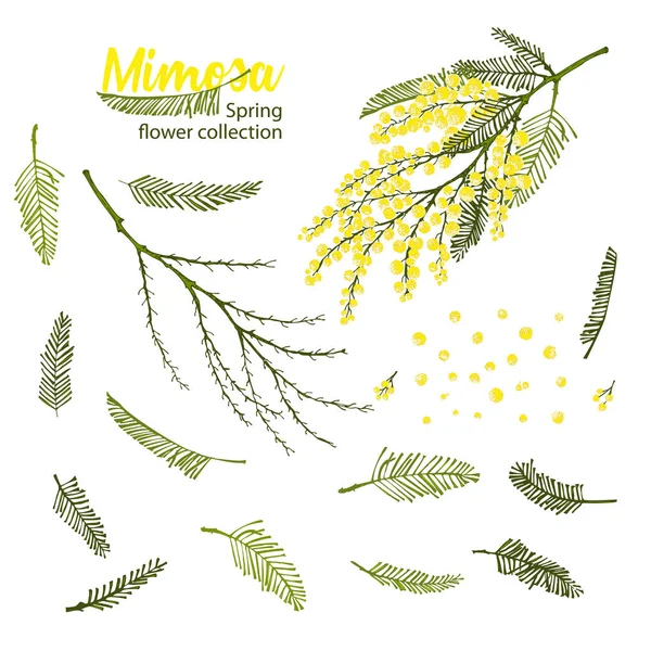 Mimoza çiçeğinin sarı ve yeşil renkli dalları için el yapımı eskiz elementleri. Tasarım posterin, tebrik kartın, web afişin için iyi bir fikir.. — Stok Vektör