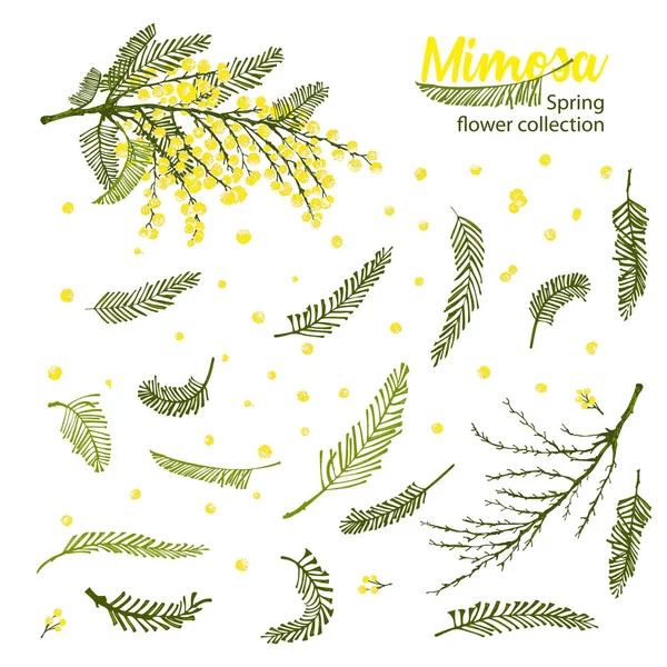 Conjunto de elementos de boceto dibujados a mano para ramas de flor mimosa en color amarillo y verde. Una buena idea para su póster de diseño, tarjeta de felicitación, banner web . — Vector de stock