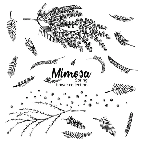 Conjunto de elementos de boceto dibujados a mano para ramas de flor mimosa en color amarillo y verde. Una buena idea para su póster de diseño, tarjeta de felicitación, banner web . — Vector de stock