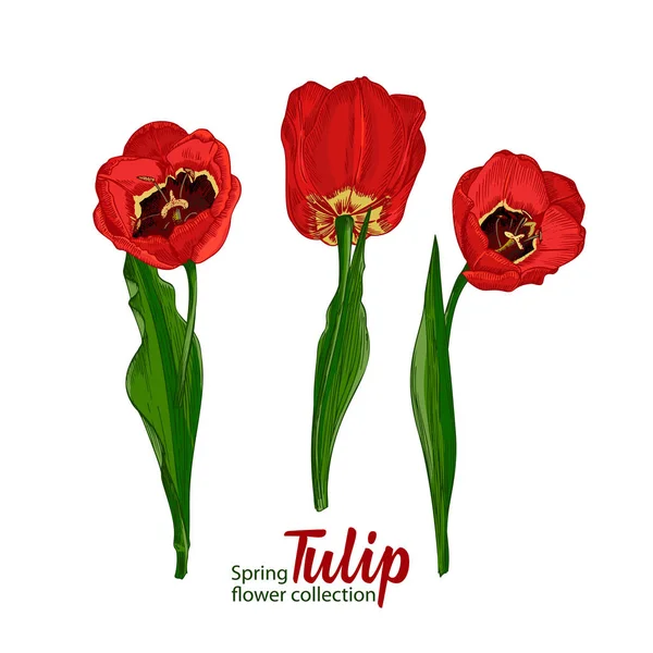 Jarní květinové tulipány na bílém pozadí. Řádek rytí styl kresby. Realistické botanická příroda květinový skica vzor pro svatební pozdrav umění dekorace design. — Stockový vektor