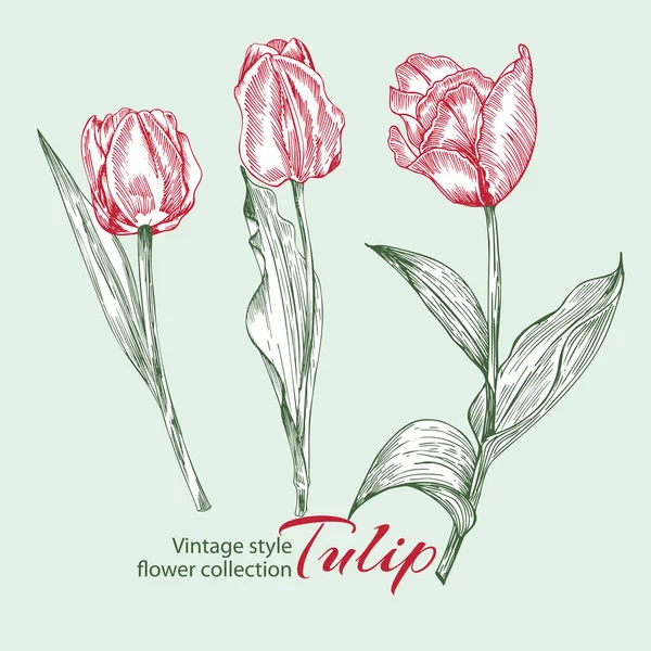 Spring flower tulips in red and green color on white background. Line engraving drawing illustration. Vintage style