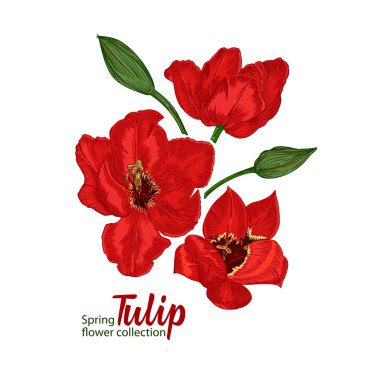 Beyaz arka planda bahar çiçeği laleleri. Çizgi oymacılığı stili. Gerçekçi botanik doğası çiçek deseni düğün kutlaması sanat dekorasyonu tasarımı için..