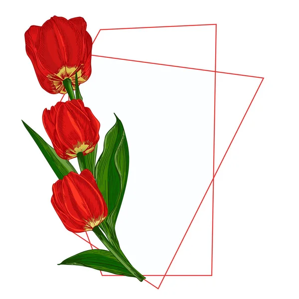 Spring flower bouquet. Red Tulips isolated on white background Realistic botanical sketch. Trending frame and place for text. Watercolor vector style