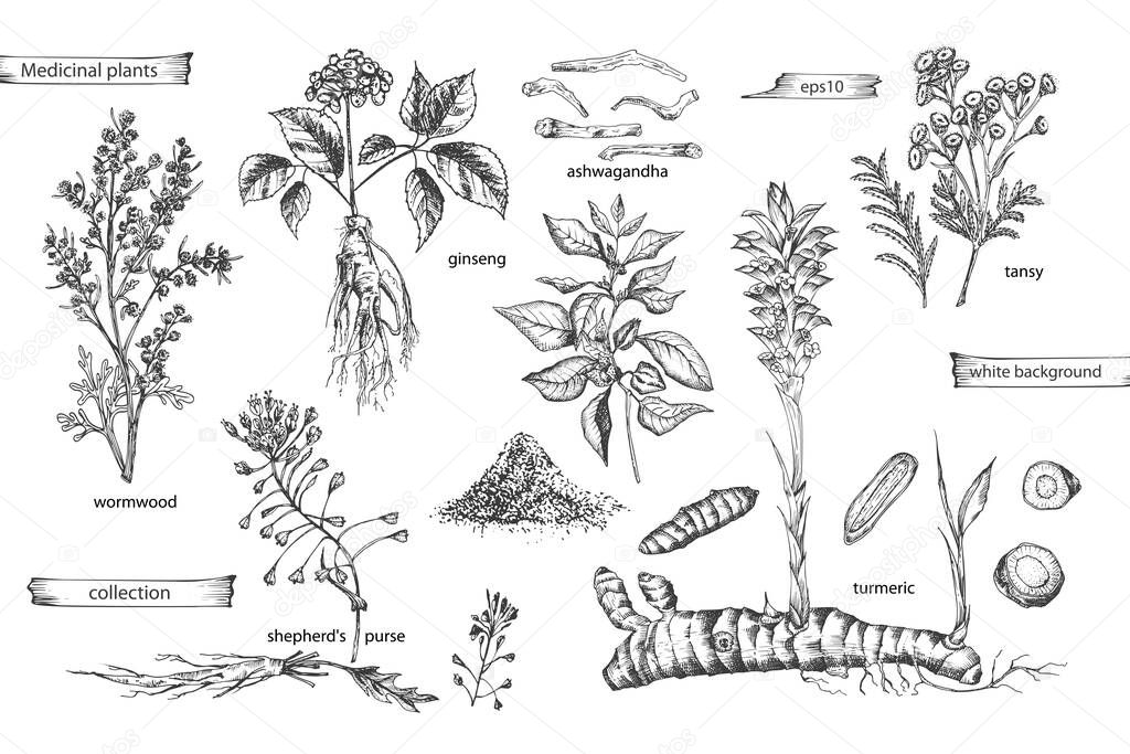 Set vintage hand drawn sketch medicine herbs elements isolated on white background. wormwood, turmeric, tansy, ashwagandha, shepherds, purse, ginseng. Graphic vector illustration art.