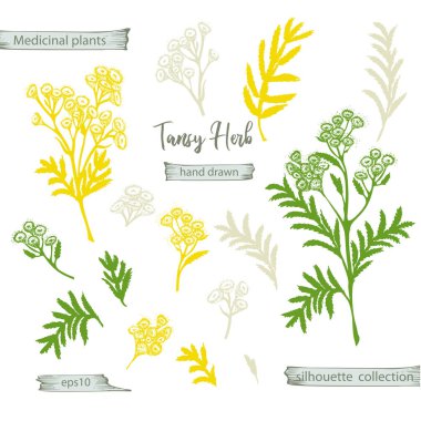 Tansy 'nin el çizimi siluetini, beyaz arka planda izole edilmiş hayatları ve çiçekleri ayarlayın. Retro vintage grafik tasarımı. Botanik çizimi, gravür stili. Vektör illüstrasyonu.