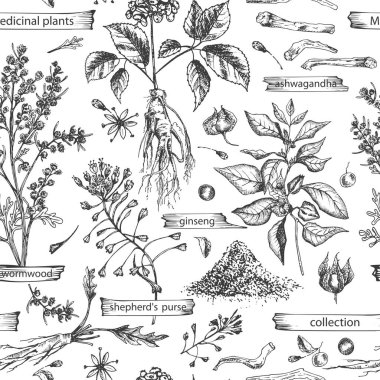Kusursuz desenli, el yapımı eskiz şifalı bitkiler beyaz arka planda izole edilmiş. Wormwood, zerdeçal, tansi, ashwagandha, çobanlar, çanta, ginseng grafik çizim sanatı.