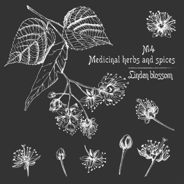 Linden çiçeğinin çiçek, yaşam ve dal desenleri karatahta arka planda siyah renklerde çizilmiş. Retro vintage grafik tasarımı Botanik çizim, Vektör illüstrasyonu.