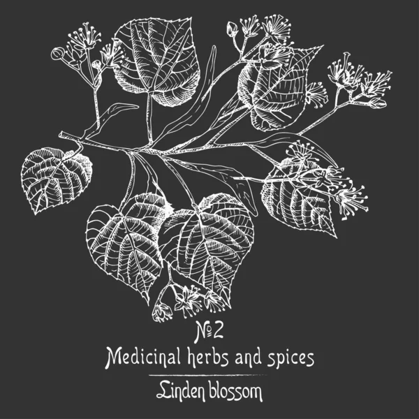 生活や黒板の背景に黒の色で枝を描いたリンデンの花の手のパターンのセット レトロなヴィンテージグラフィックデザイン植物スケッチ ベクトルイラスト — ストックベクタ