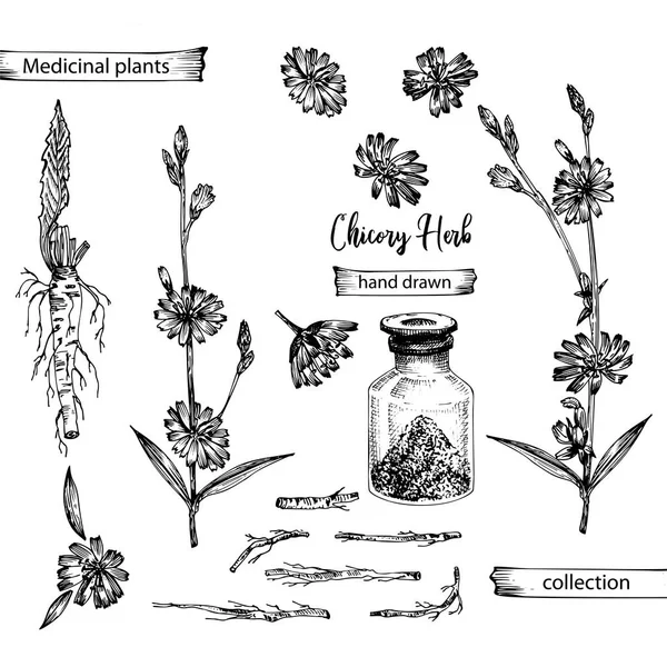 Realista Bosquejo Tinta Botánica Raíz Achicoria Flores Polvo Botella Aislada — Vector de stock