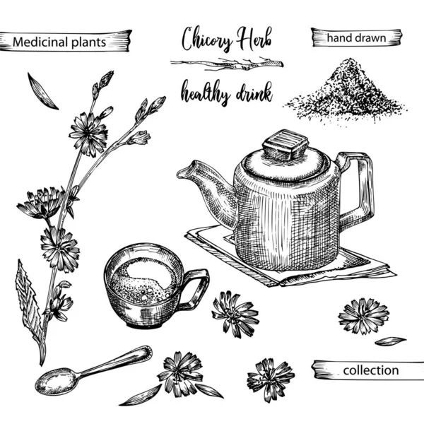 Realistische Botanische Tuschskizze Von Chicorée Wurzel Blumen Puder Teekanne Teetasse — Stockvektor