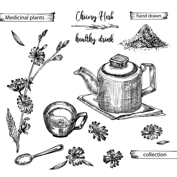 鶏の根 ティーポット ティーカップとスプーンの現実的な植物性インクのスケッチ白の背景に隔離され 花のハーブコレクション 植物医学 ヴィンテージ素朴なベクトルイラスト — ストックベクタ