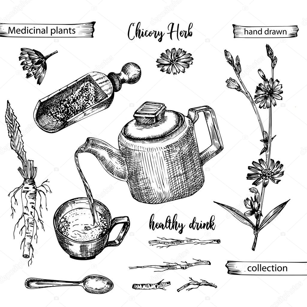 Realistic Botanical ink sketch of chicory root, flowers, powder, teapot, tea cup and spoon isolated on white background, floral herbs collection. Medicine plant. Vintage rustic vector illustration