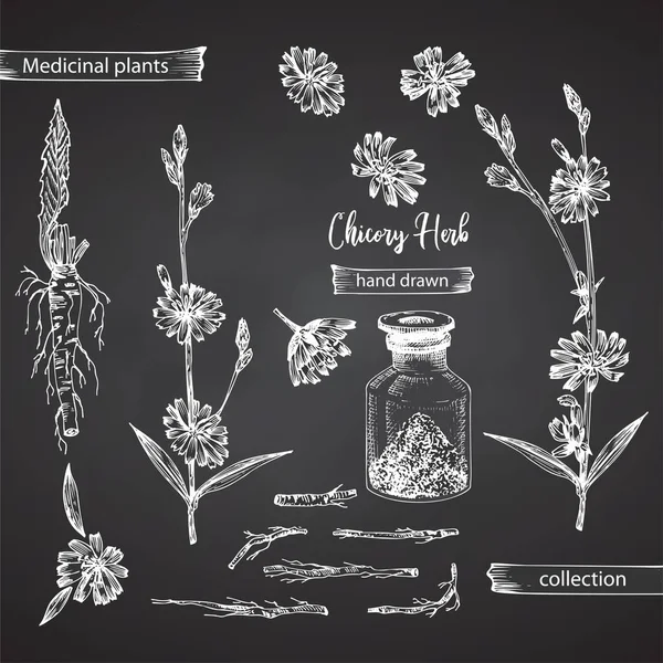 チコリの根 チョークボードの背景に隔離されたボトル 花のハーブコレクションの現実的な植物性インクのスケッチ 植物医学 ヴィンテージ素朴なベクトルイラスト — ストックベクタ