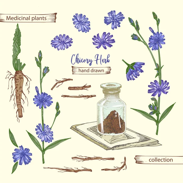 Ρεαλιστικό Βοτανικό Χρώμα Σκίτσο Της Ρίζας Κιχωρίου Λουλούδια Σκόνη Μπουκάλι — Διανυσματικό Αρχείο